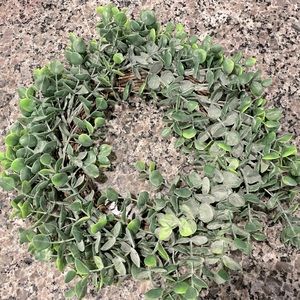 Farmhouse Boxwood Wreath